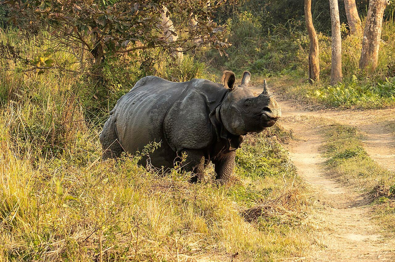 Gallery image 4 of Kaziranga Wildlife Safari (2 Days)