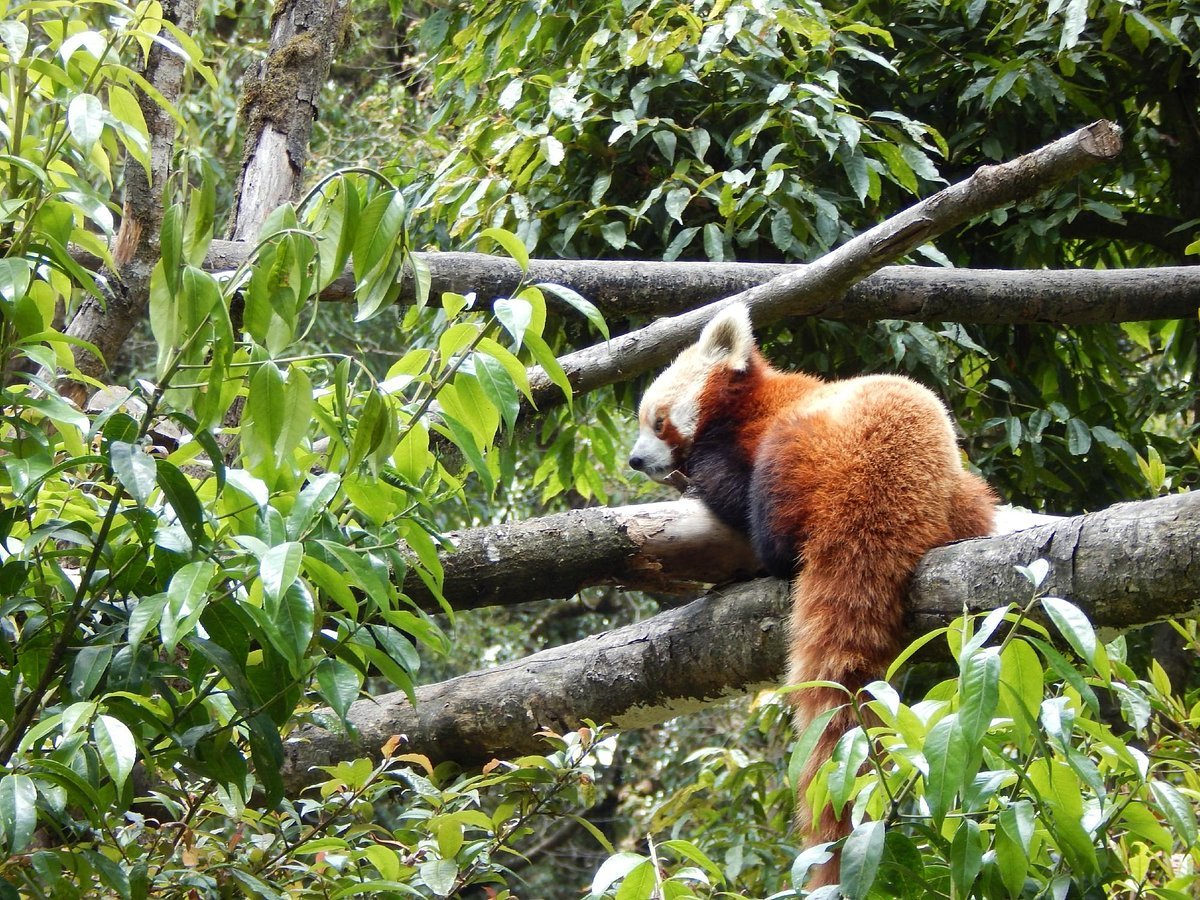 Padmaja Naidu Himalayan Zoological Park