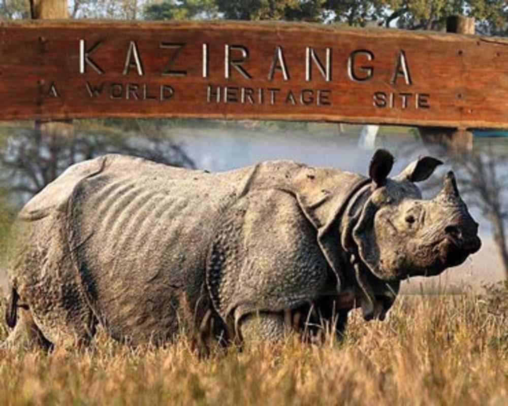 Gallery image 5 of TAWANG & KAZIRANGA TOUR
