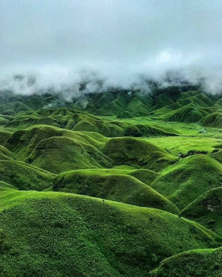 Dzukou Valley: The Enchanted Valley of Blooming Lilies